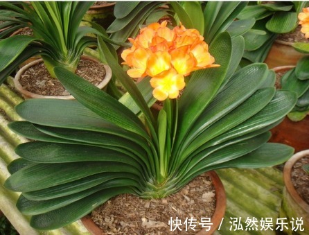 君子兰在养育时，根部正常，植株也正常，但叶片不长是咋回事