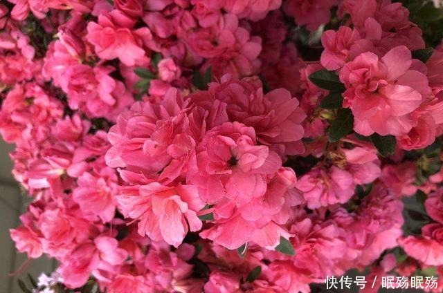 最爱“吃醋”的花,给它喝点醋才高兴,越喝叶子越油亮!