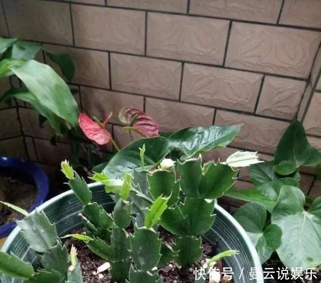 蟹爪兰|养好蟹爪兰,先学会用土,后期管理很简单,开花更多
