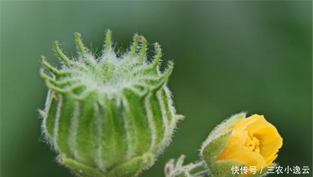  这个野生植物，经济价值非常高，如果你家乡有请珍惜