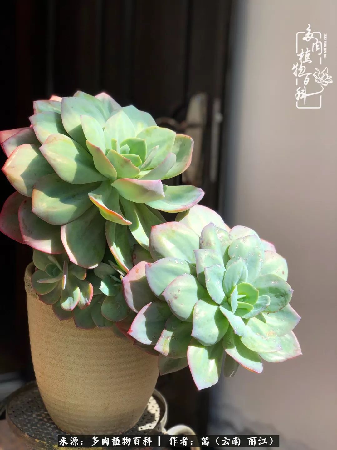 一年四季不同景,一院多肉陪我后半生!