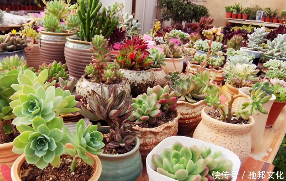 多肉要“安全”度夏,春天下功夫,养到膘肥体满,抗性好,不会挂