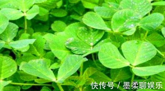 排毒|女性到了中年常吃的食物,刮油减脂,排毒护肤,预防子宫早衰