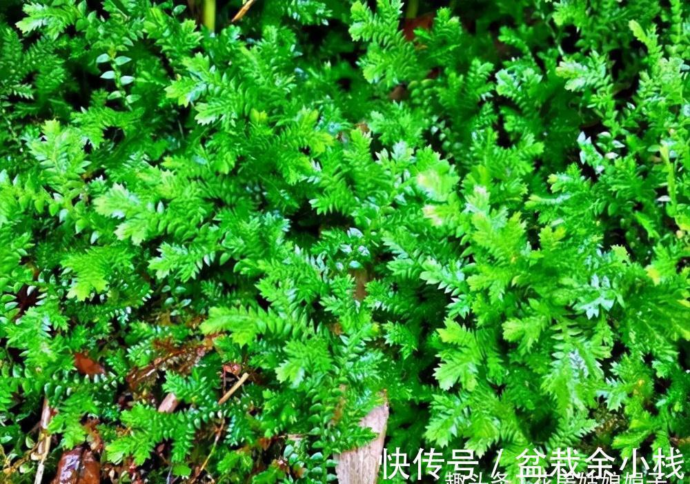 这种草是蕨类植物,能给兰花铺面,好看好养益处多,比苔藓还好用