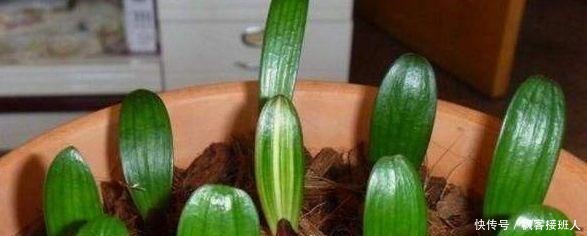 扦插|这3种花，不用花钱买！只要几片叶，丢进土里，就能养出一满盆！