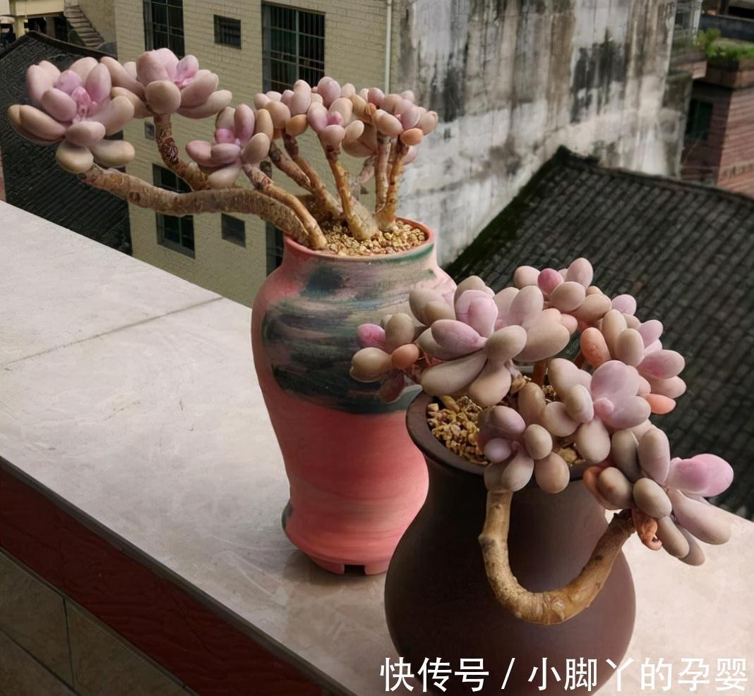 分享容易养成“老桩”的4种普货,初冬的肉肉又美又有韵味,爱了