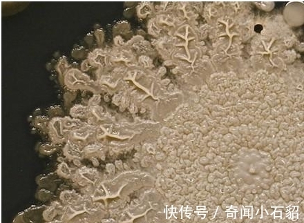 小孩|8岁小孩出去玩,回家不洗手按了个手印,妈妈培养48小时后