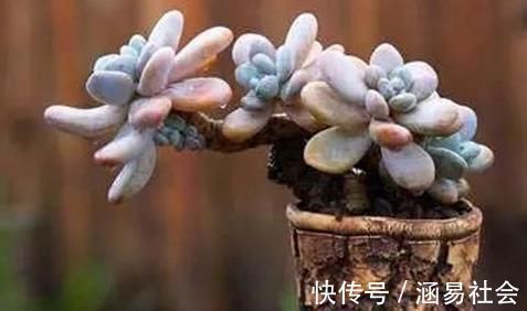 黑法师|3种多肉,天热少浇水,养护成“老桩”,欣赏价值高