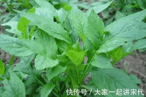 益母草|农村墙角的一些野菜，常食用能预防高血压高血脂等疾病