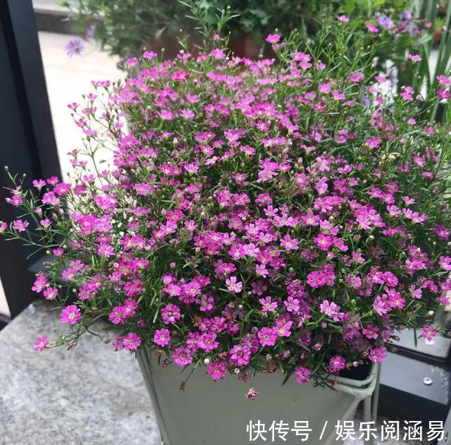 10种不能淋雨的花,淋完雨就死,盆栽养花注意事项