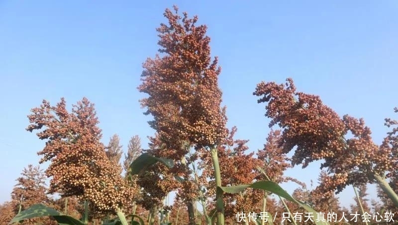 高粱,不仅仅能酿酒,还能做成高粱米高粱醋和高粱饴等