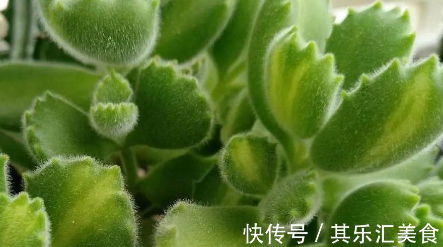 萌宠的熊童子冬天养护这些一定要注意,否则掉叶枯黄没商量