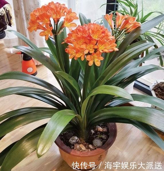 君子兰|李大姐养君子兰，开春“切一刀”，养60天，冒出9个芽，要爆盆了