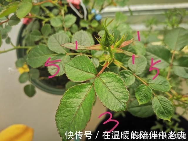 养花技巧公认难养的3种花，高手用经验告诉你，怎样快速开花