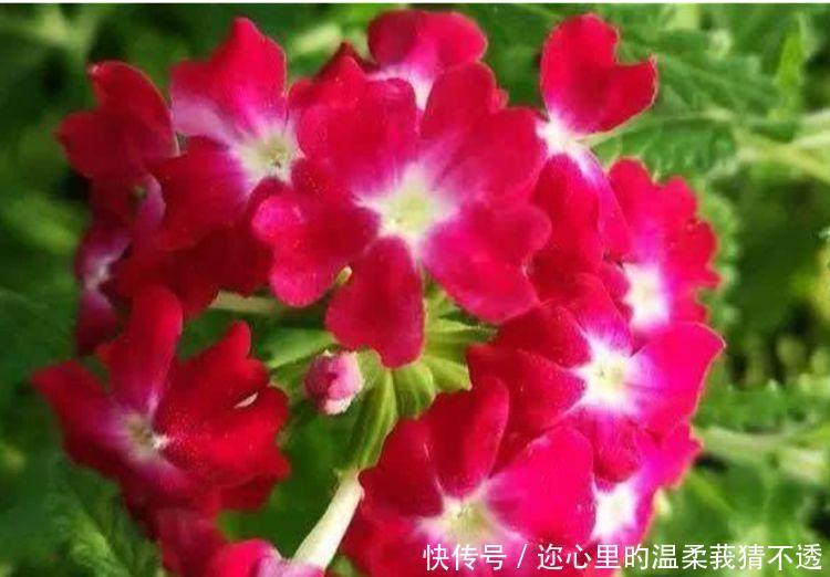养花就养这几款,花朵小巧玲珑,越热花开越多,30天养成小花园