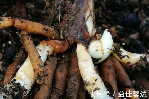 兰花|兰花快速生根有诀窍吗?兰友:照这4步操作,30天内就长新根
