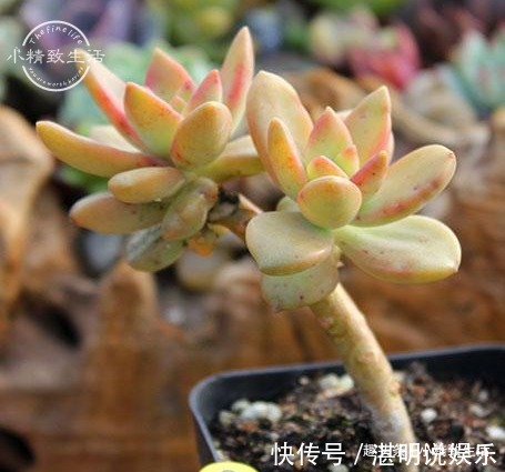 夏天火祭变乱草，熊童子成碰碰香别着急，秋天3招美回来