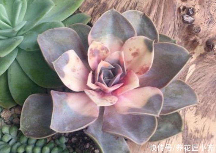 新手养多肉容易“踩雷”，绕过4个“雷区”，才知道多肉并不难养