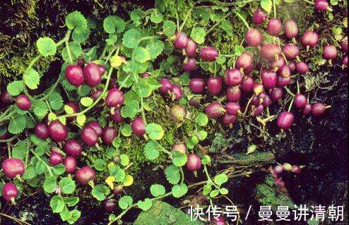 妇科病|妇科病的克星终于找到了,用它泡水喝,活血化瘀,远离妇科病困扰