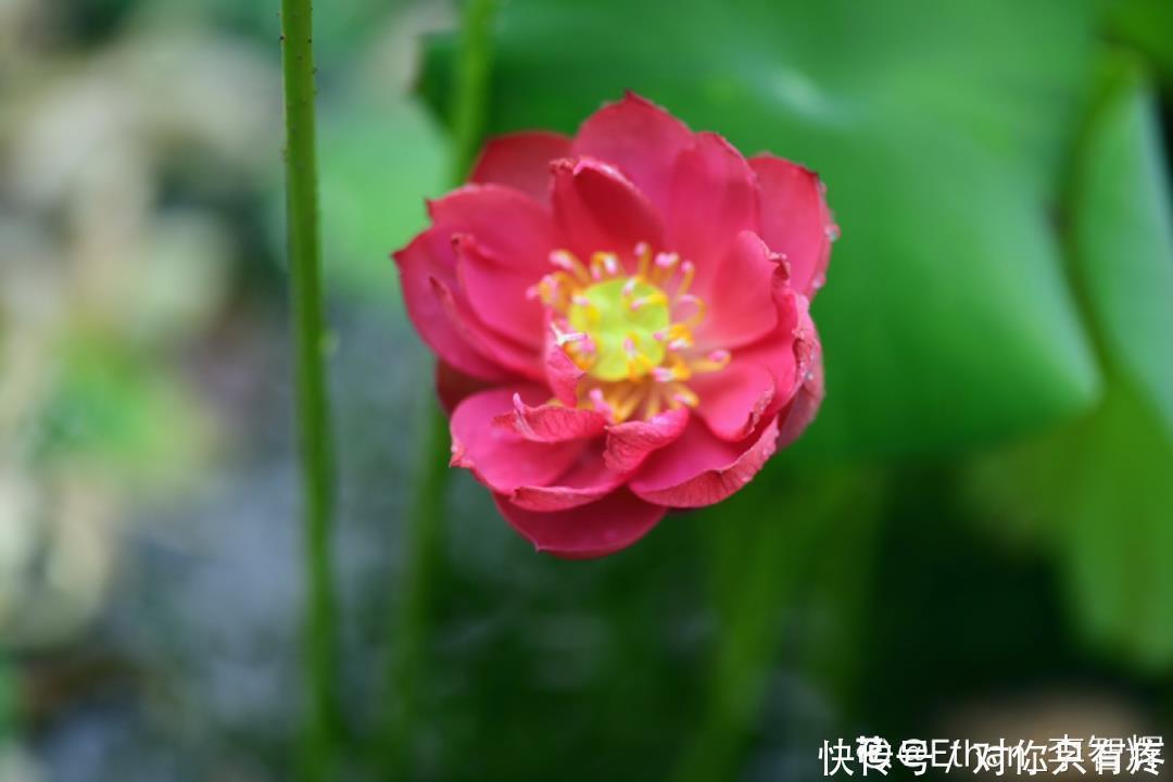 养花爱花2021赏花日历，看好这一篇，不会错过花期