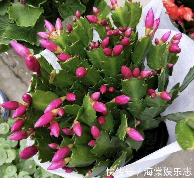 植株|秋季蟹爪兰花期浇水就死掌握3个浇水窍门，盆底排水流畅是关键