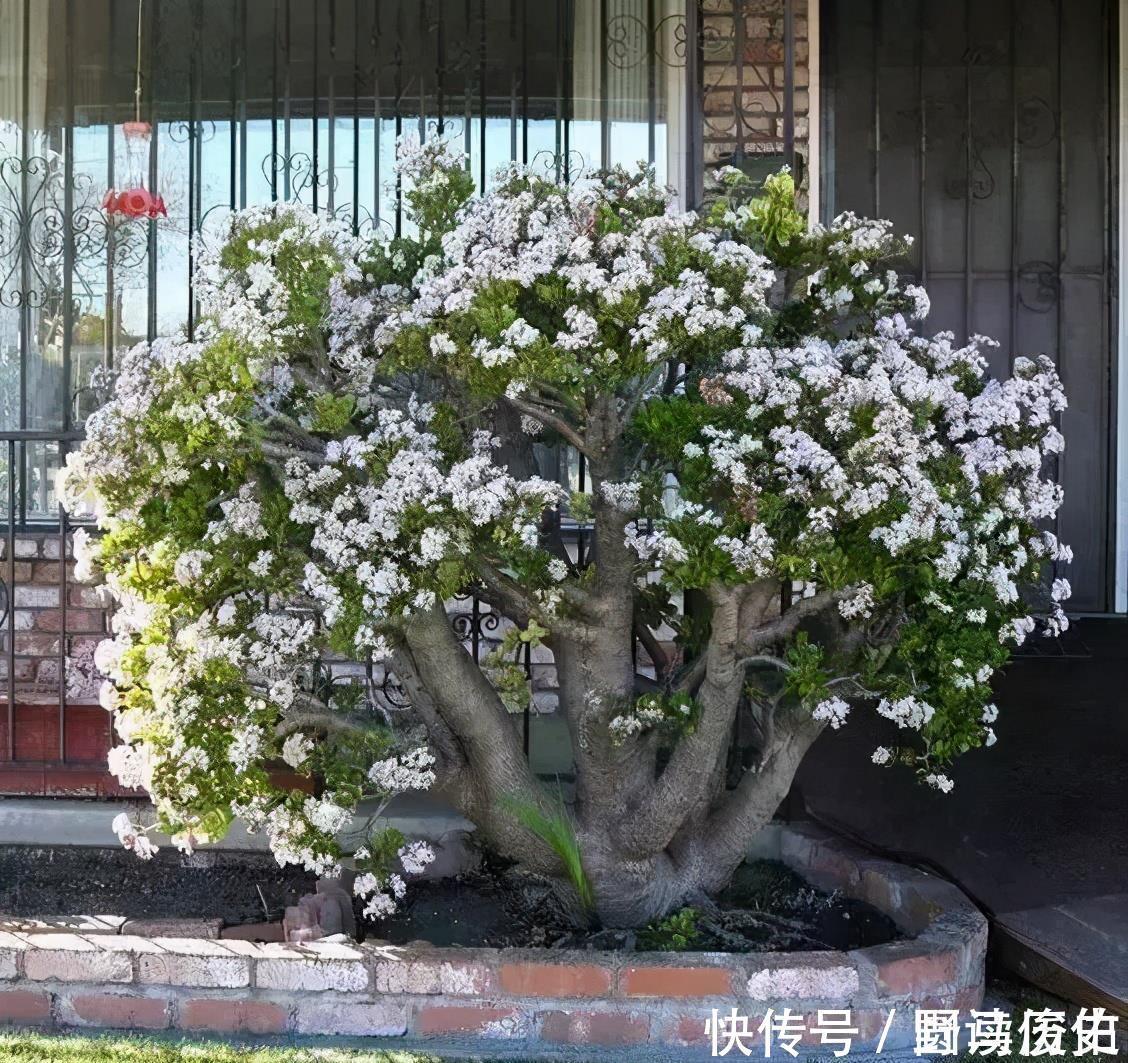 修剪|4种花,就是欠修理,不修不剪不成器,越剪越旺花越爆