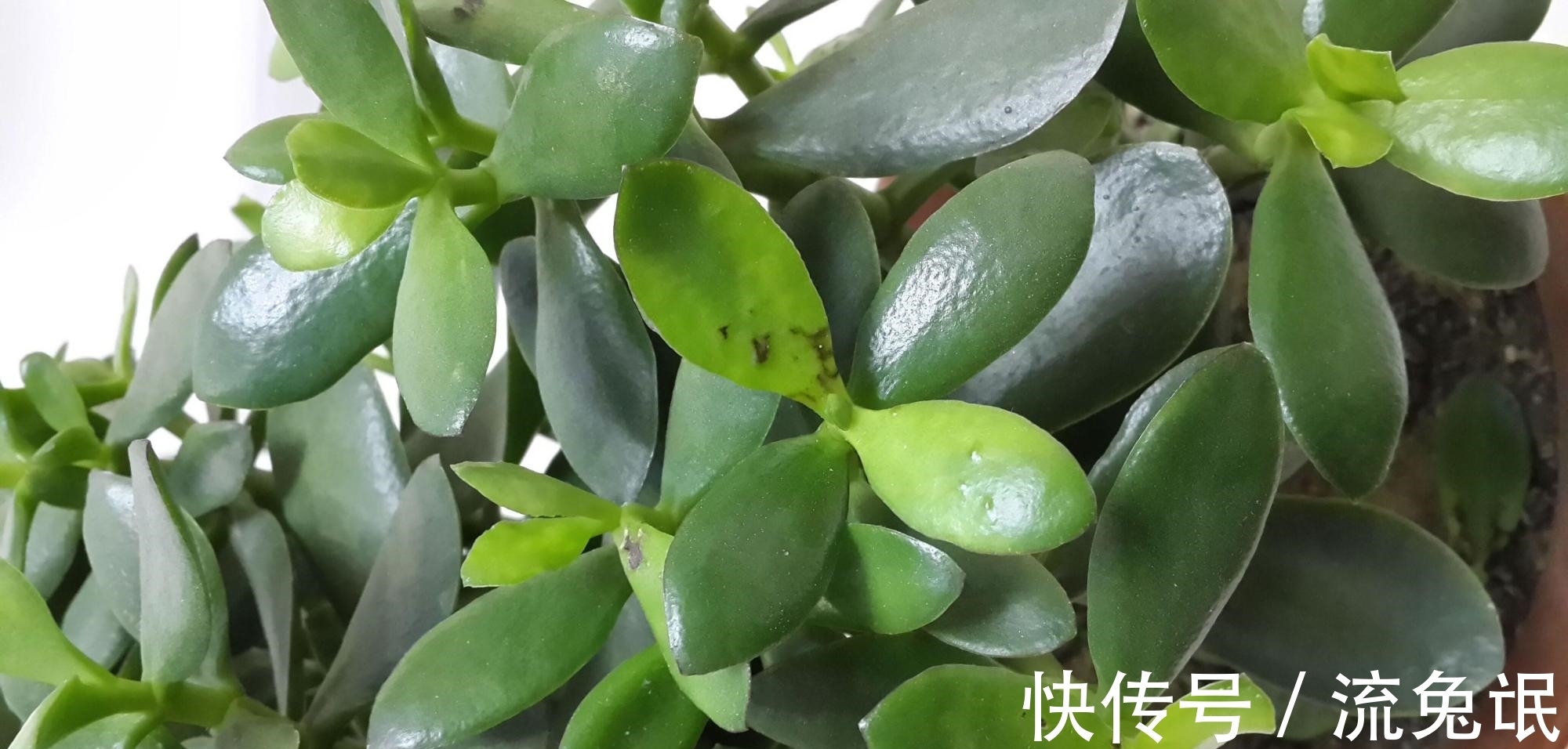 玉树|养花遇到这几种情况,花要换盆!换盆后管理技巧