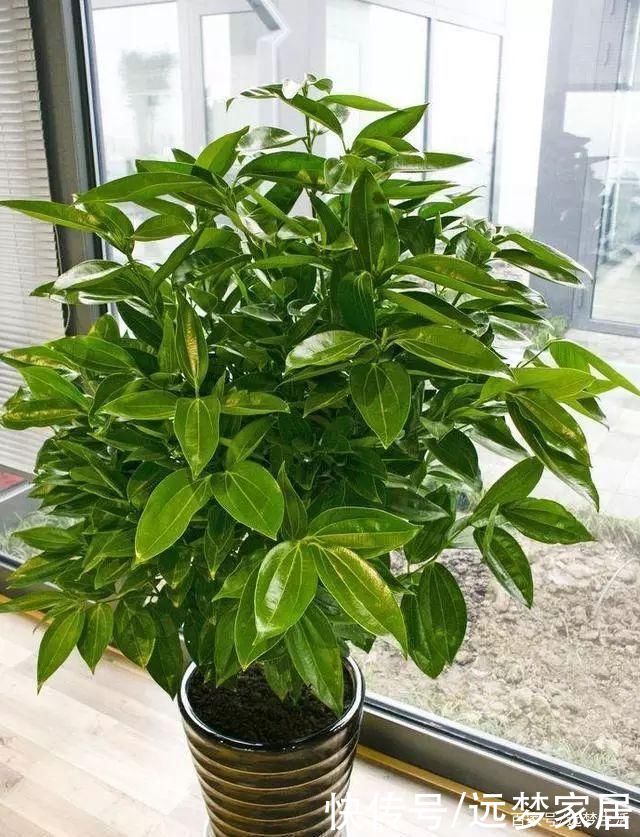 养绿植有讲究!选这几款好看还旺宅!