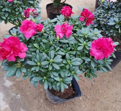  服盆|新买的花，4件事别做错，否则不易服盆，难养活