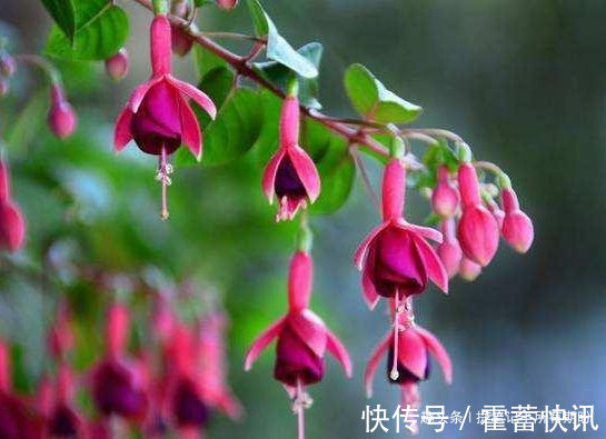 罗曼尼·詹森|“珍稀玫瑰”女人香气,丰腴婀娜,娇嫩柔和,可以说养花必备