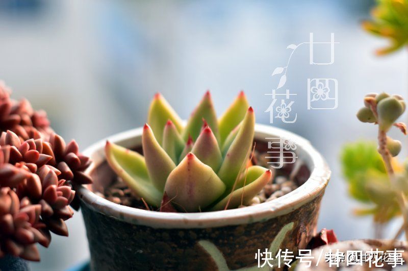 11月养多肉，容易上色出状态，5个方面做到位，肉肉颜值到巅峰