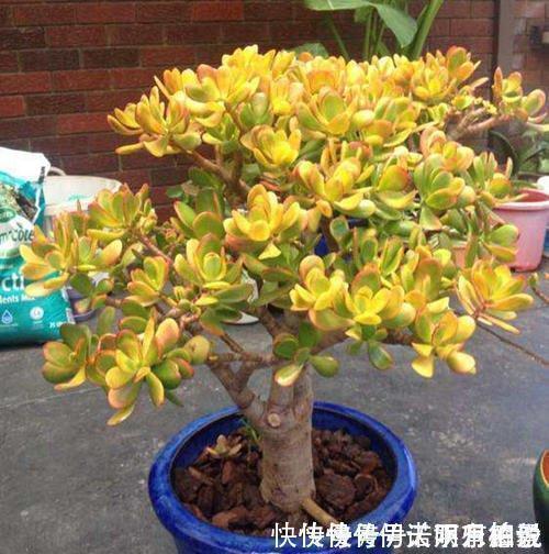 公认的4种普货多肉，颜色金贵皮实好养，花友们热烈追捧！