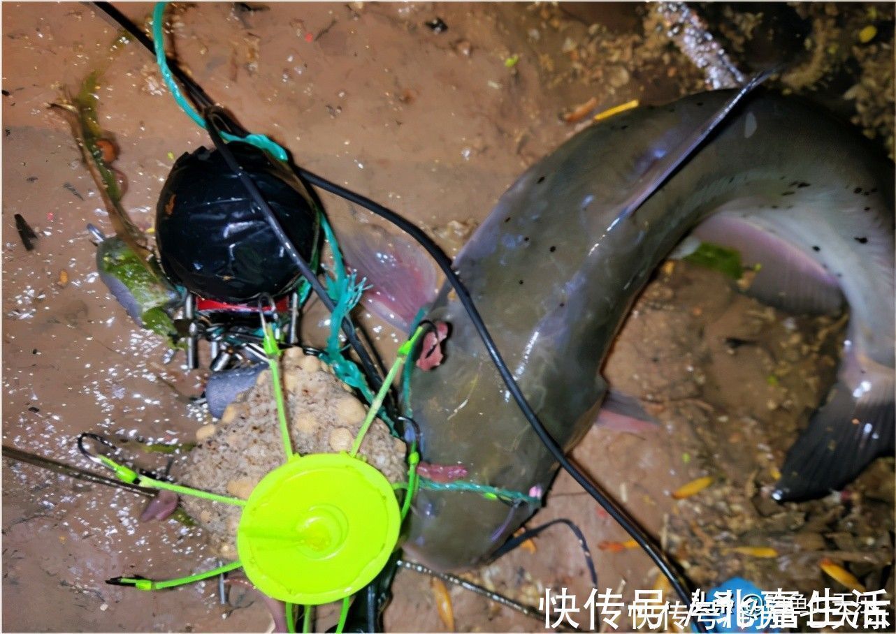 大鱼|钓鱼人晒“渔获”被群嘲！失去灵魂的可视锚鱼，还能走多远？