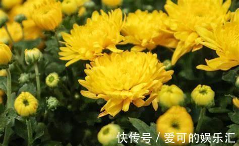 养花试试这几款,高颜值还能用来做食物