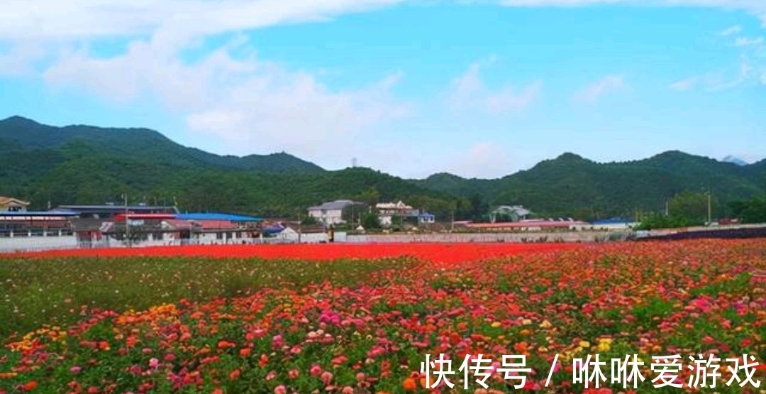 覆盖率|北京有一片花海位于绿水青山之间，四季都有鲜花盛开，环境幽静！