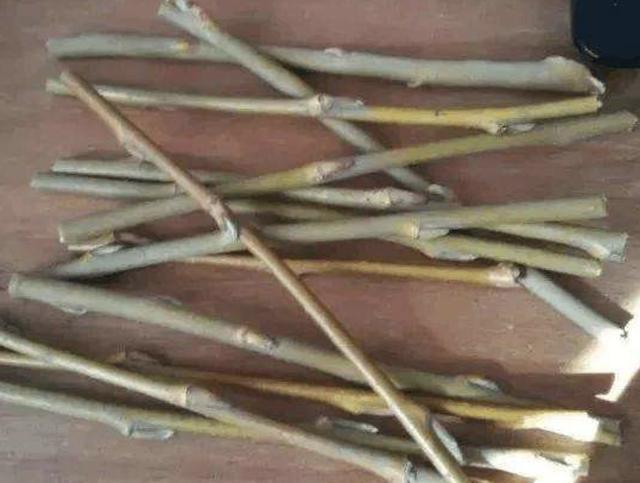 3种“小东西”捡回来，扔在花盆里，花卉3年不用“施肥”，长得好