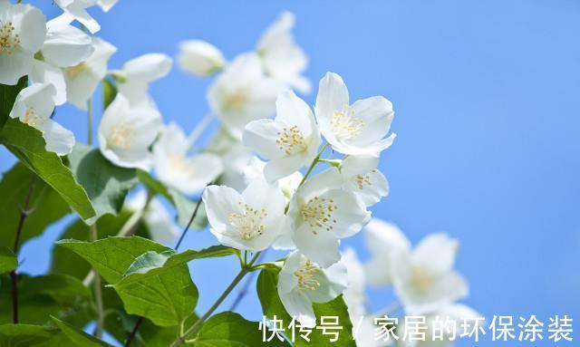 湿润|茉莉花的养殖方法和技巧有哪些？