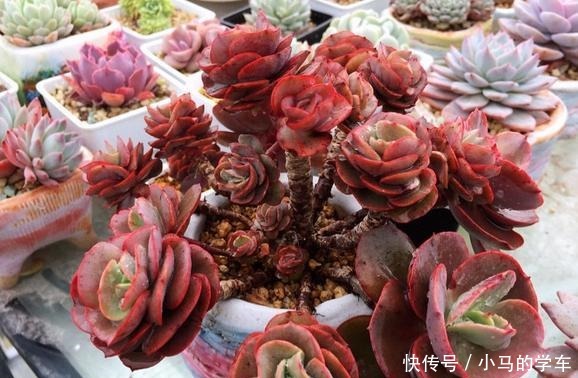 容易爆仔的秀妍,要知道,秀妍可不是爆仔那么简单,出状态更美!