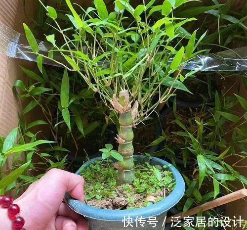 这“胖竹子”真奇特，既有竹的风骨与品格，还胖起来真好看！