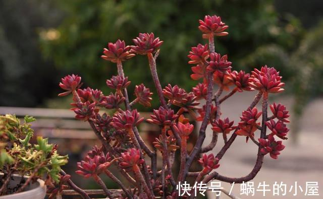 花盆|5种多肉适合养成精致的直立桩,搭配漂亮的花盆,像艺术品一样