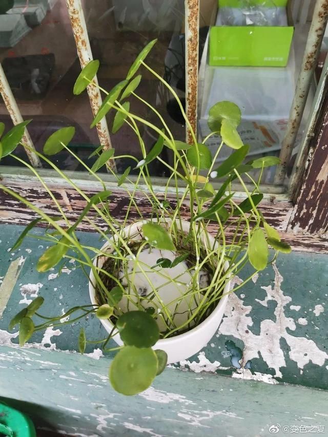 夏天养花,这3种事千万别做,否则黄叶又烂根