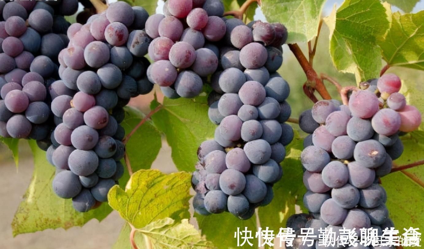 健康长寿|人到中年,身体越来越差,推荐3种食物,清除自由基,抗衰老!