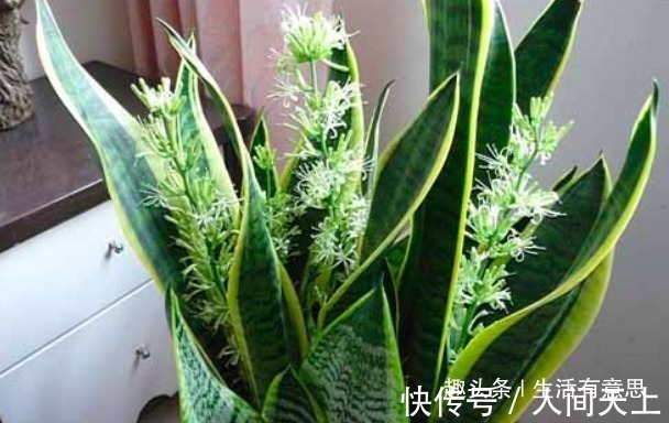 聚气|此种花不管多丑也要养,旺宅聚气还是杀细菌的小帮手,对身体好