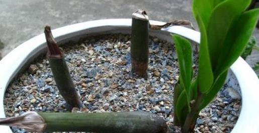 植物|入秋了,扦插6种植物准没错!掐个枝条就能活,半个月长成盆栽