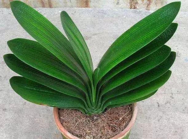 液体|养花的土太结实倒进去“1种”液体,5分钟后,土壤疏松又透气