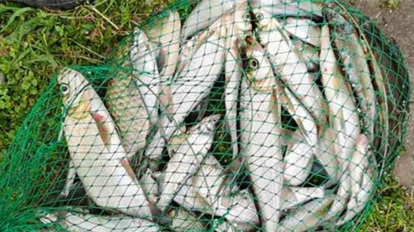 饵料|民间钓翘嘴鲌鱼的五种方法，盛夏高温鱼难钓，这种鱼反而更好钓