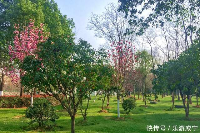 元宵节,带着你的“李焕英”“云”赏花吧!|春暖花开醉咸宁① |元宵节,带着你的“李焕英”“云”赏花吧!\",\"i12\":\"春暖花开醉咸宁①