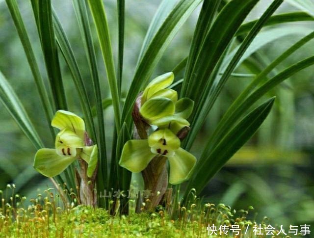 兰花叶片比花高,剪短兰花的叶片会影响开花吗!