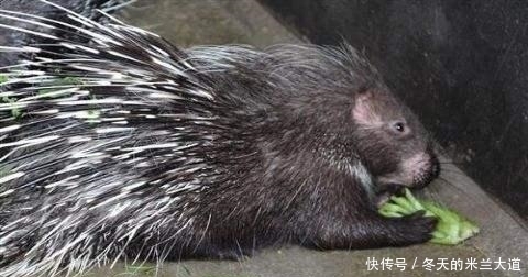 农民|农村的野草全是刺,农民看到就砍,现在变成稀罕货,人称豪猪刺