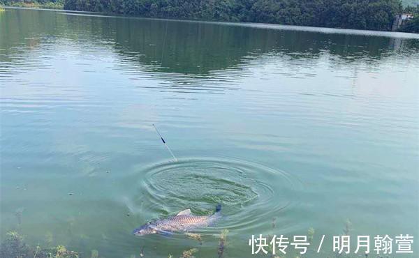 颗粒|野钓大鱼用饵技巧,对比蘸米钓和麻团钓,用这几招,小鱼群钓大鱼